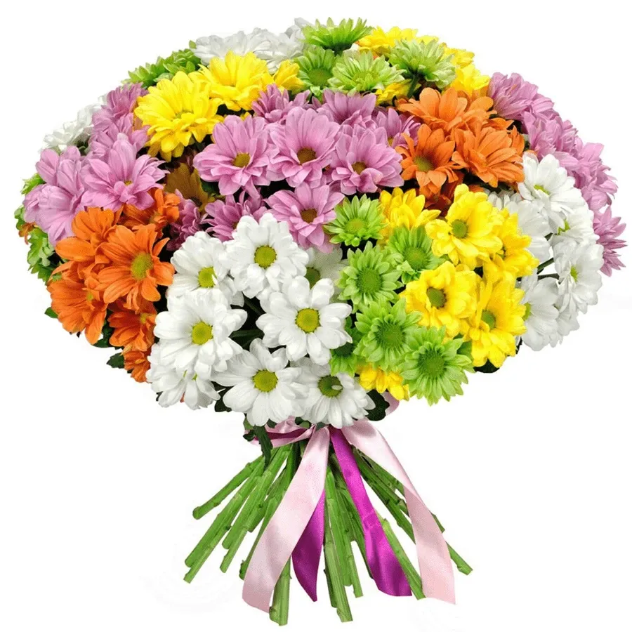 Хризантемы кустовые радужный микс