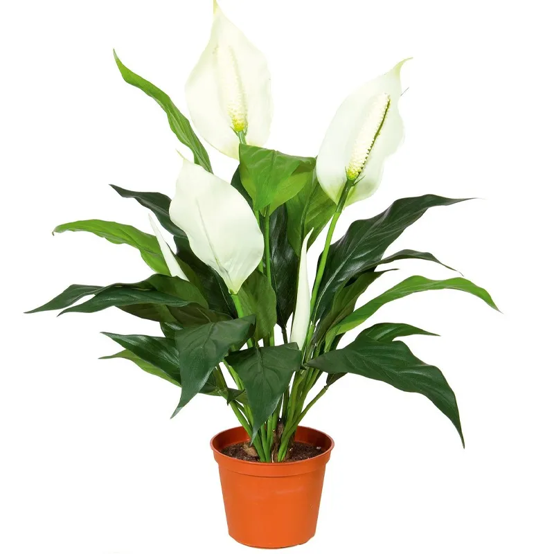 Спатифиллум горшечный